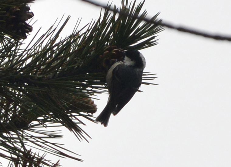 Primo Regolo e prima Cincia Mora
